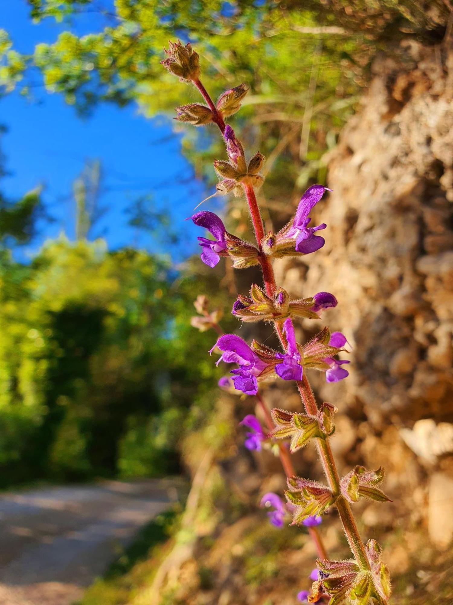 Violeta Hvar Hvar Town Eksteriør billede